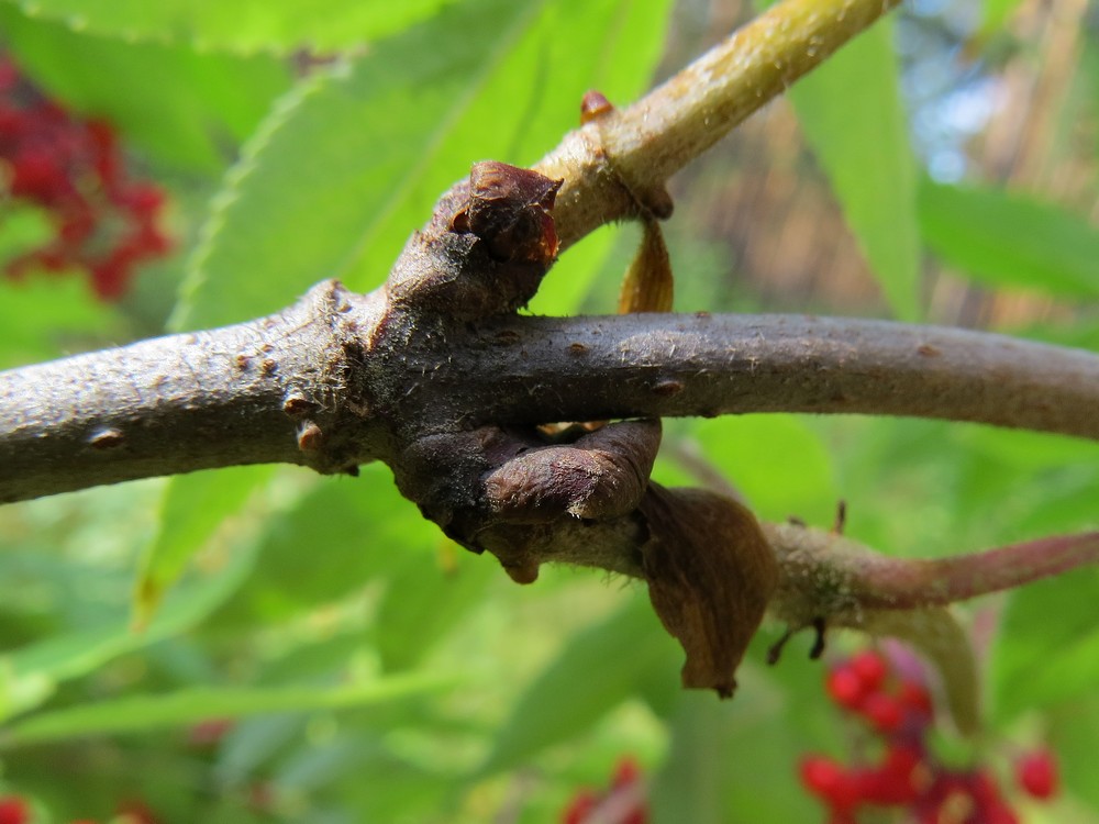 Изображение особи Sambucus sibirica.