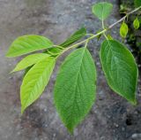 Halesia carolina. Побег. Германия, г. Дюссельдорф, Ботанический сад университета. 03.06.2014.