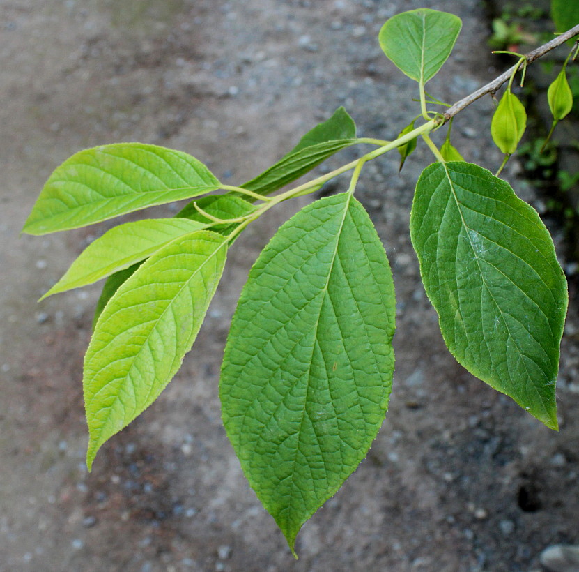 Image of Halesia carolina specimen.