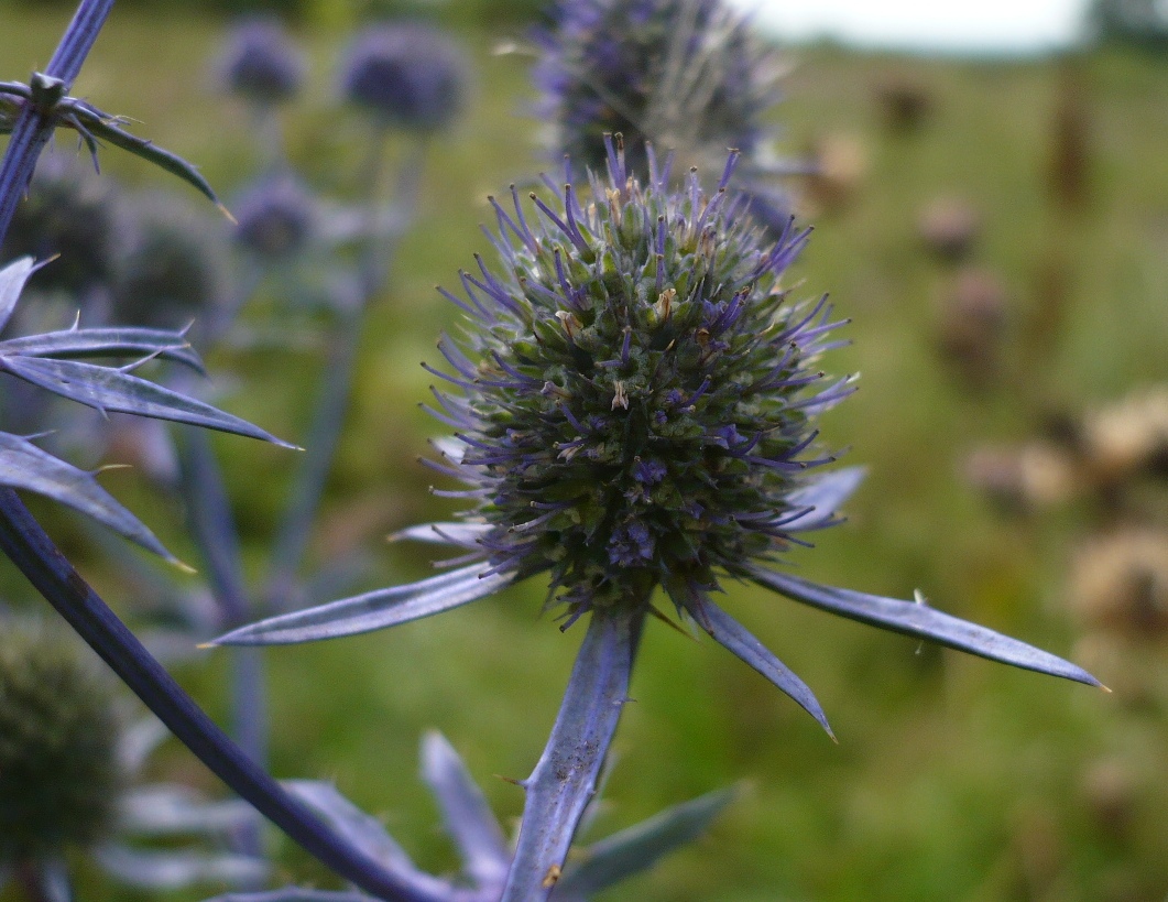 Image of Eryngium planum specimen.