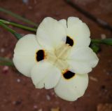 Dietes bicolor