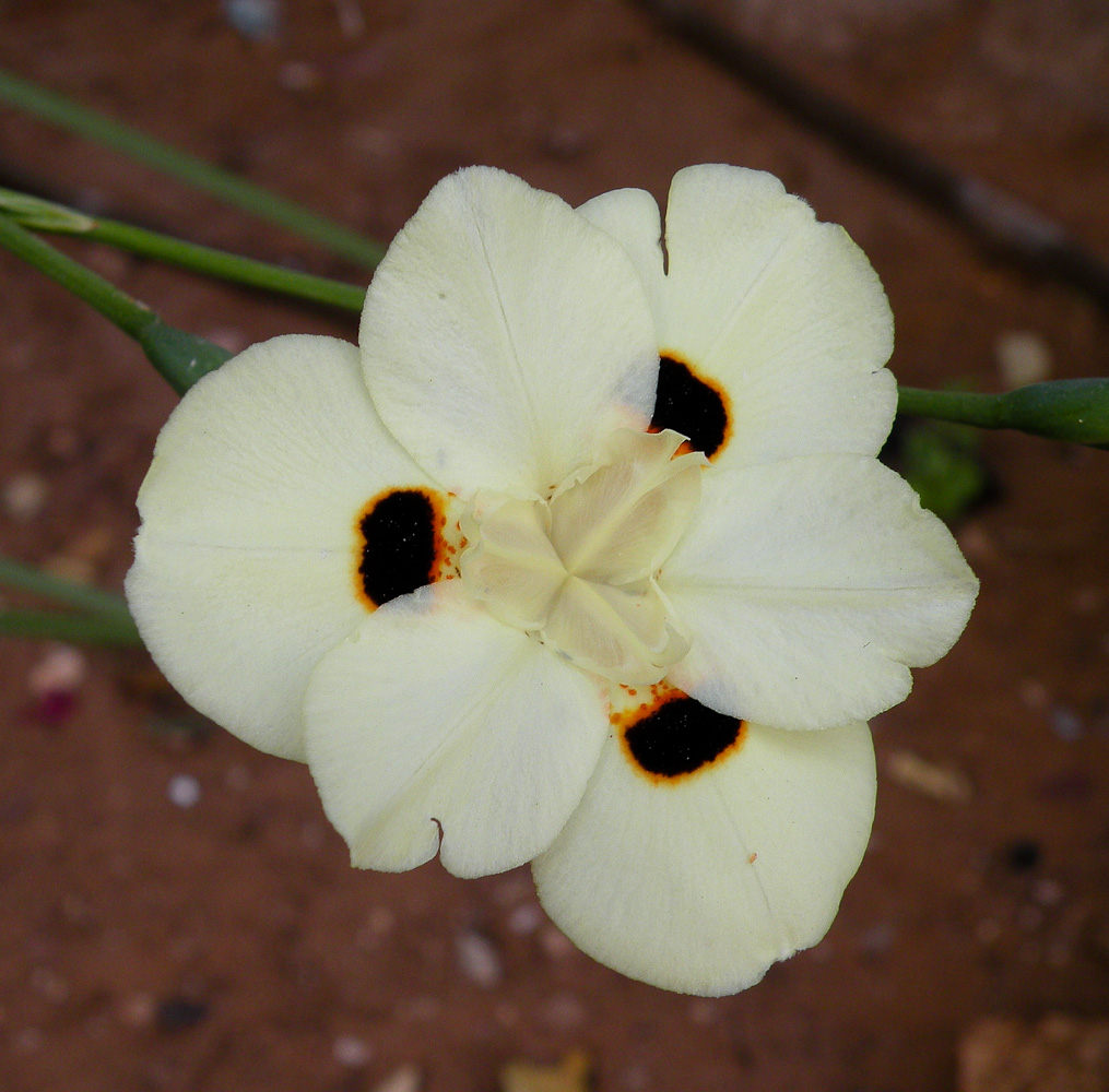 Изображение особи Dietes bicolor.