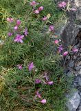 Chamaenerion fleischeri