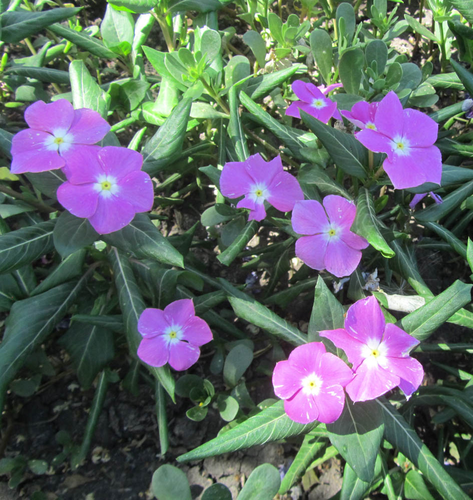 Image of Catharanthus roseus specimen.