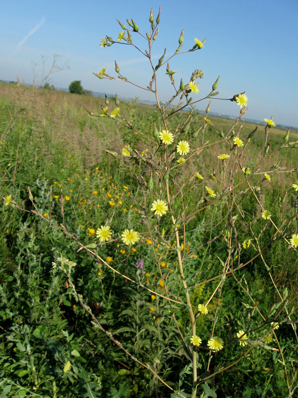 Изображение особи Lactuca serriola.