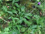 Cirsium heterophyllum. Цветущее растение. Республика Коми, Печоро-Илычский заповедник, долина реки Ыджыд-Ляга. 17.08.2014.