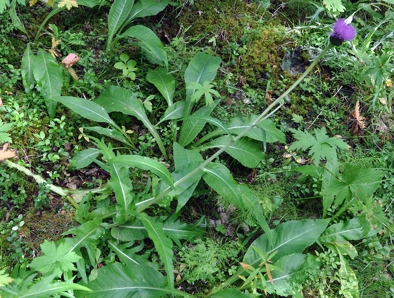 Изображение особи Cirsium heterophyllum.