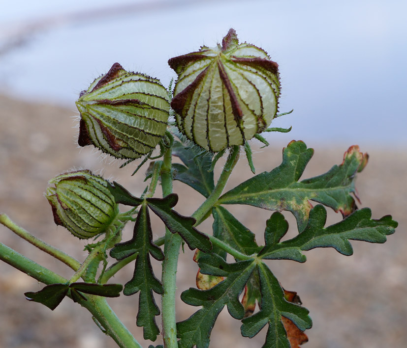 Image of Hibiscus trionum specimen.