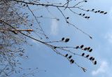 Betula alleghaniensis