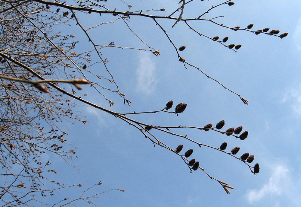 Image of Betula alleghaniensis specimen.