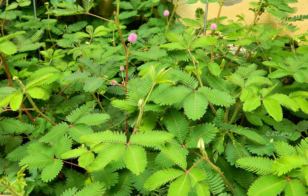 Изображение особи Mimosa pudica.