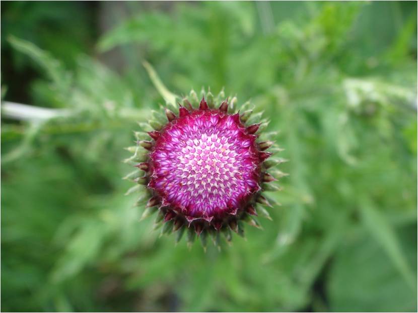 Изображение особи Carduus crispus.