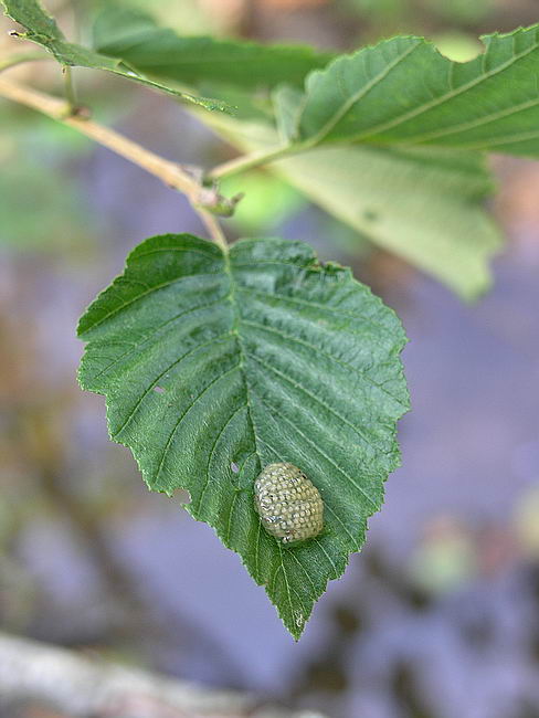 Image of Alnus incana specimen.