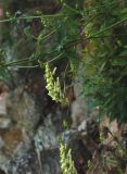 Aconitum kirinense