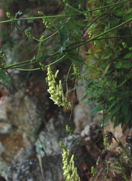 Изображение особи Aconitum kirinense.