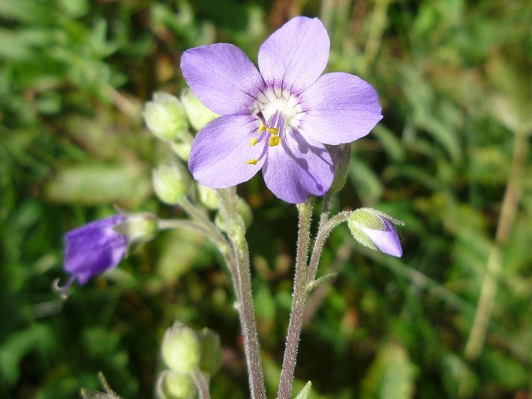 Image of Polemonium caeruleum specimen.