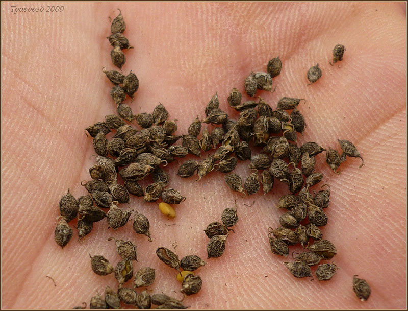 Image of Melilotus albus specimen.