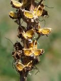 Eremurus cristatus