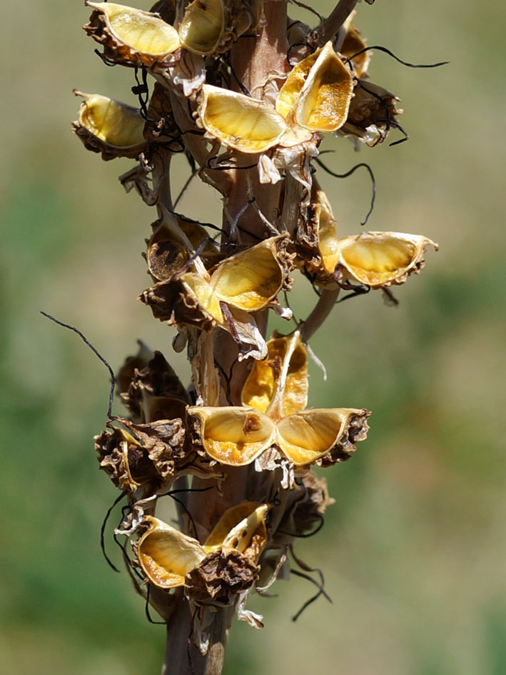 Image of Eremurus cristatus specimen.