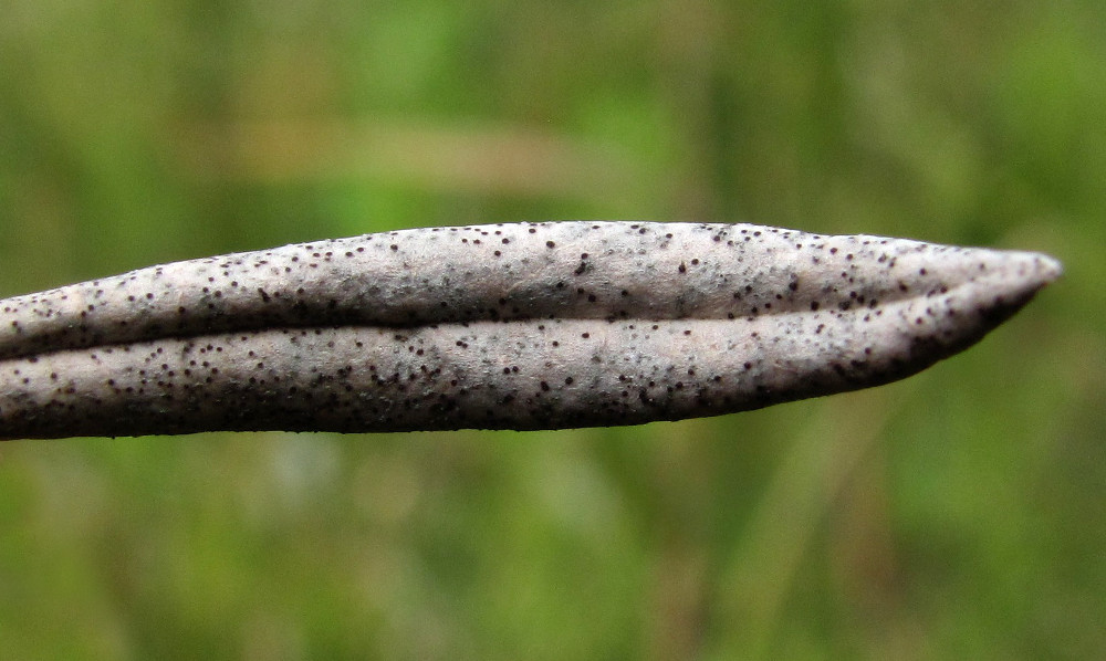 Image of Andromeda polifolia specimen.