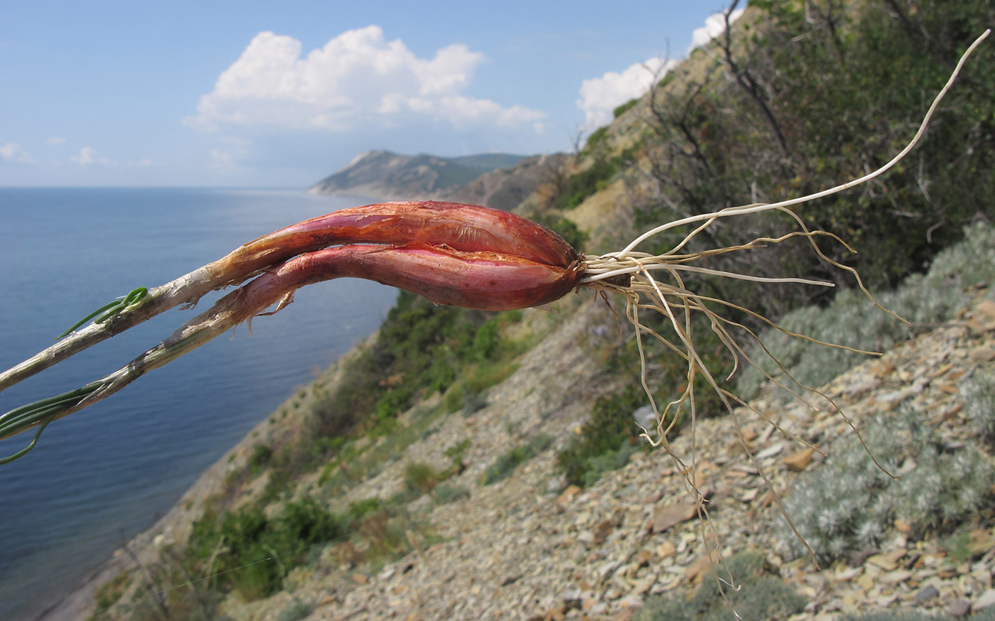 Image of Allium psebaicum specimen.