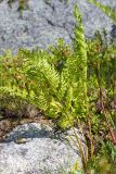 Dryopteris assimilis. Взрослое растение. Мурманская обл., Кольский р-н, окр. пос. Дальние Зеленцы, кустарничковая тундра рядом с грунтовой дорогой. 22.06.2015.