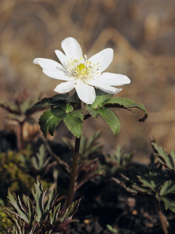 Изображение особи Anemone altaica.