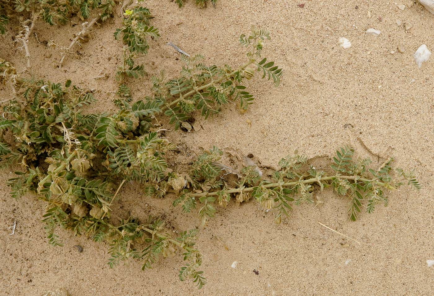 Изображение особи Tribulus macropterus.