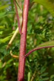 Solidago gigantea