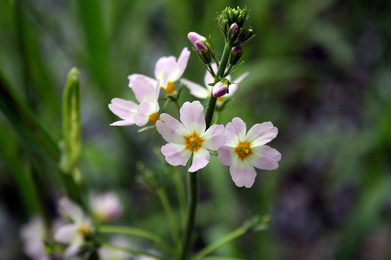 Image of Hottonia palustris specimen.