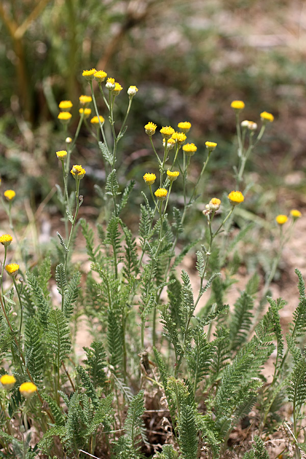 Image of Tanacetum turlanicum specimen.