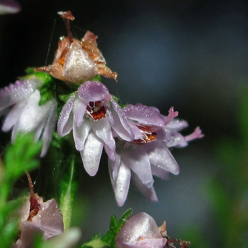 Изображение особи Calluna vulgaris.