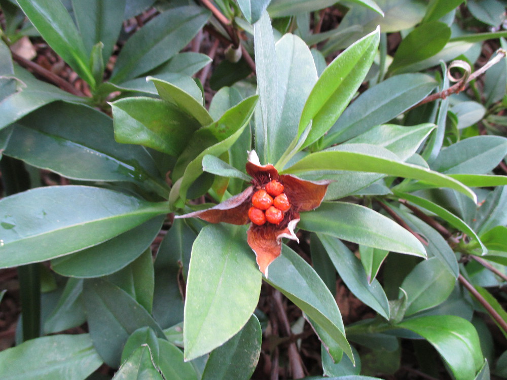 Image of Hibbertia scandens specimen.