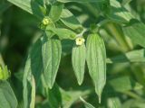 Lithospermum officinale. Зацветающие верхушки побегов. Иркутская обл., Иркутский р-н, окр. устья р. Иркут. 25.06.2014.