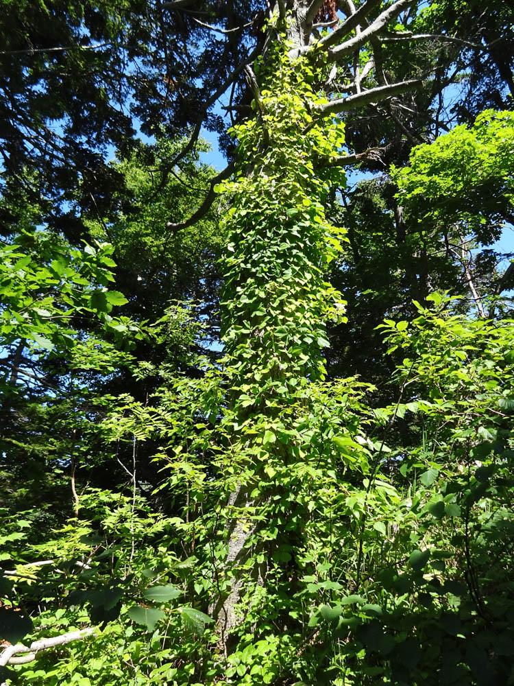 Image of Hydrangea petiolaris specimen.
