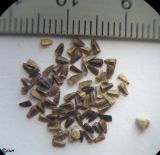 Image of taxon representative. Author is Сергей Наумов