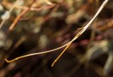 Cuscuta palaestina