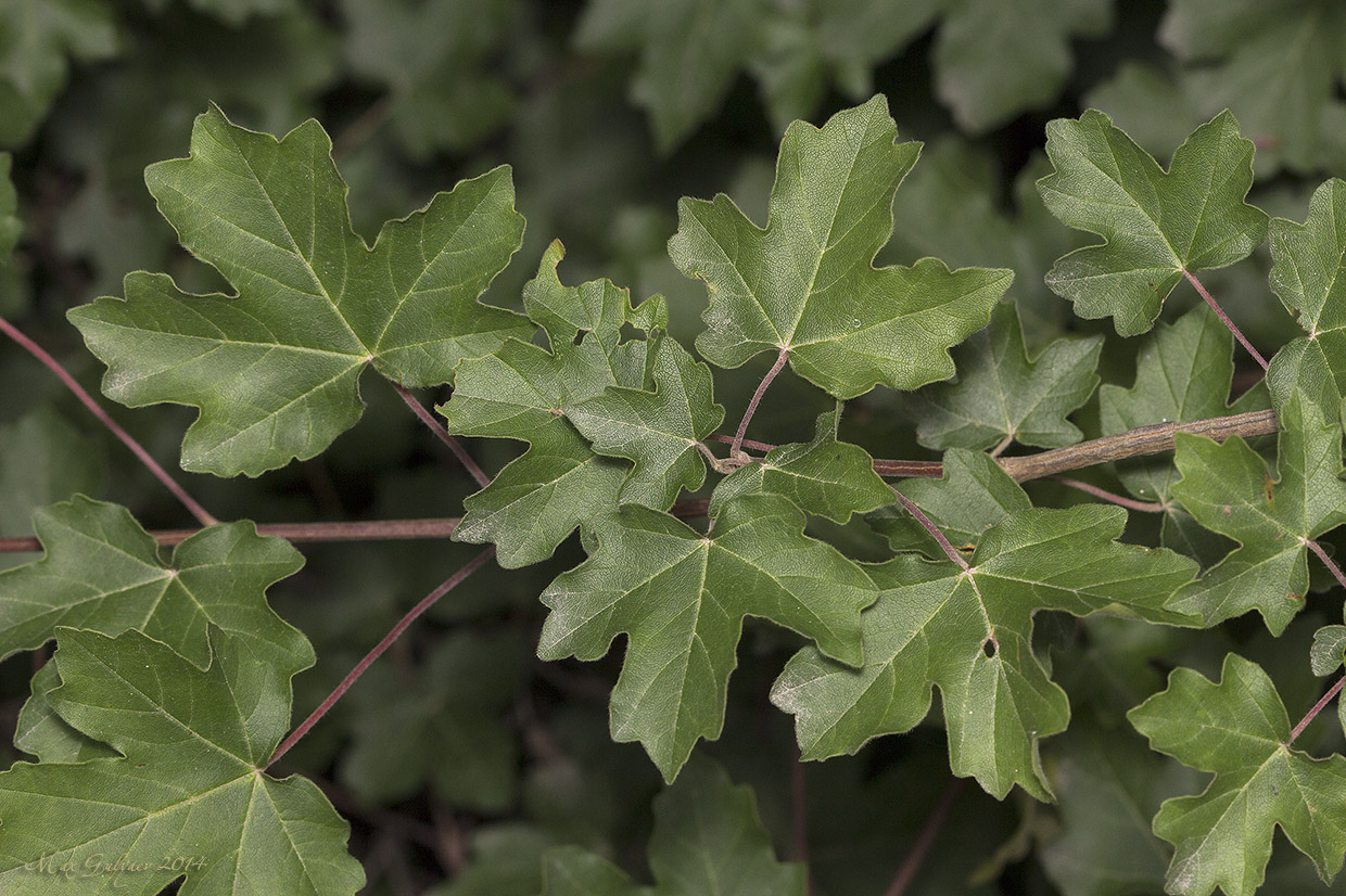 Image of Acer campestre specimen.