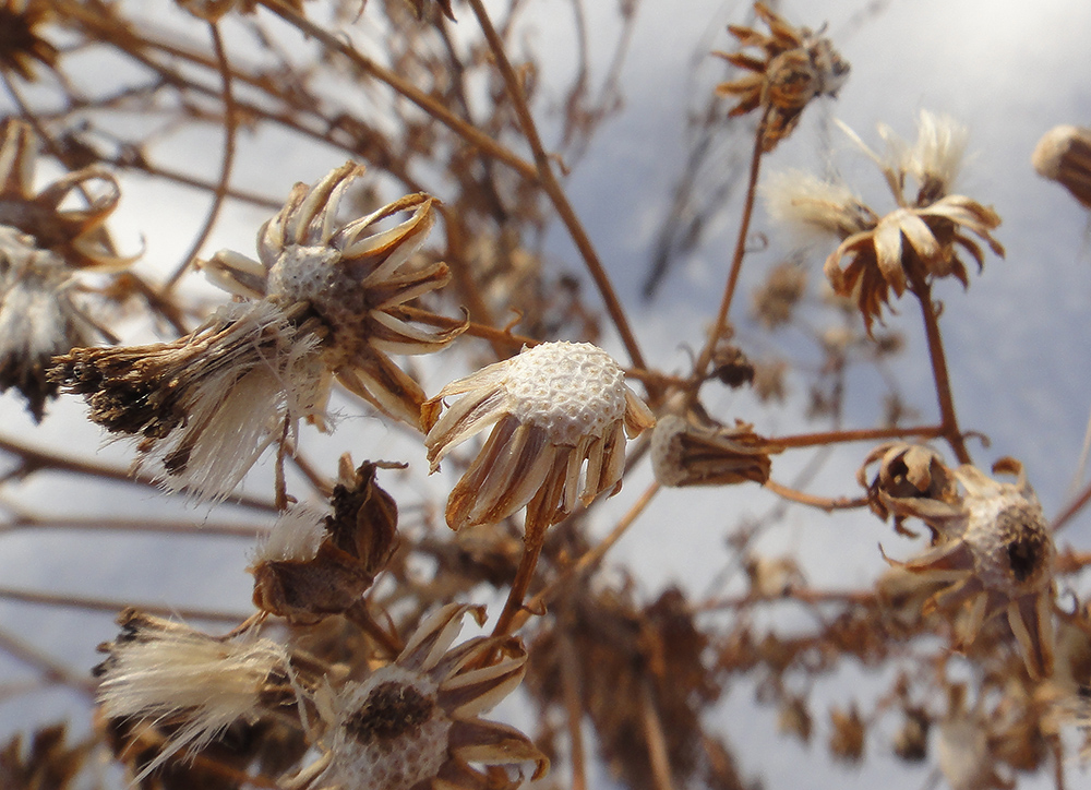 Image of Senecio erucifolius specimen.