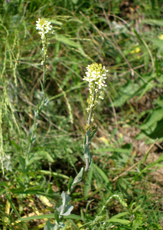 Image of Turritis glabra specimen.