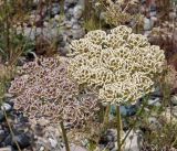 Zosima korovinii