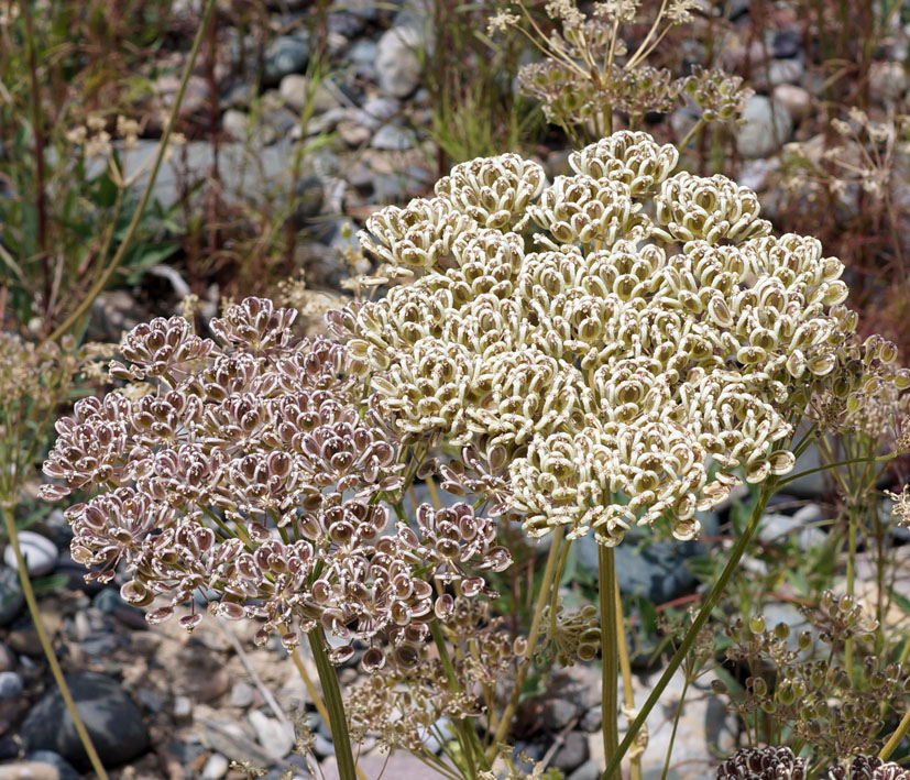Image of Zosima korovinii specimen.