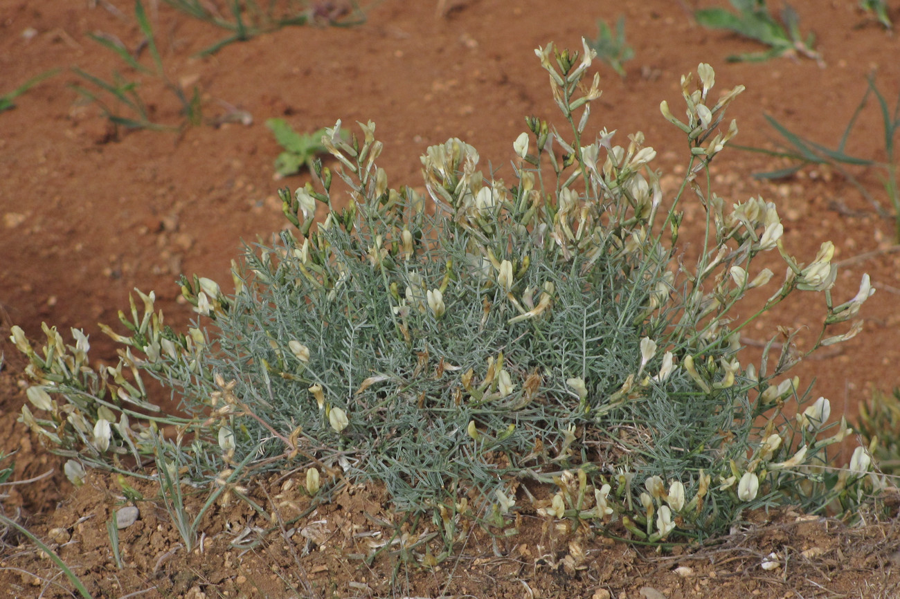 Изображение особи Astragalus ucrainicus.