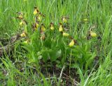 Cypripedium calceolus. Цветущие растения. Иркутская обл., Иркутский р-н, близ устья р. Иркут, среди редких кустов ивы. 30.05.2015.