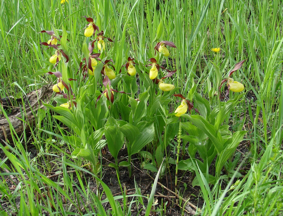 Изображение особи Cypripedium calceolus.