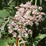 Cynanchum sibiricum
