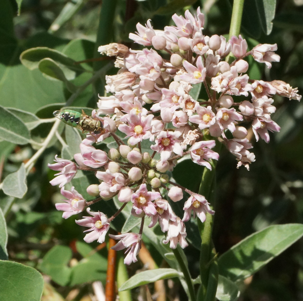 Изображение особи Cynanchum sibiricum.