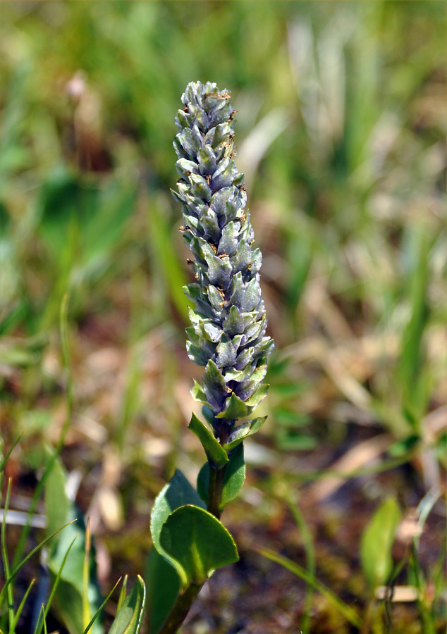 Изображение особи Lagotis integrifolia.