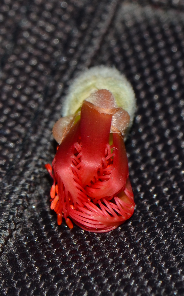 Image of Calothamnus villosus specimen.