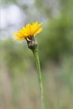 Trommsdorffia maculata